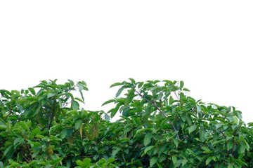 Obraz premium Tropical tree leaves with branches on white isolated background for green foliage backdrop 