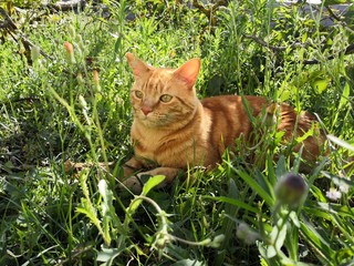 cat on grass