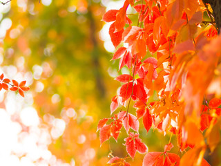 Colorful leaves of wild grapes. Red leaves on a vine twine a tree. Autumn colored leaves in the sun. Creative copy space