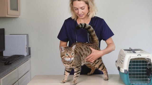 Female vet examines Bengal cat in veterinary clinic