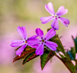 purple flowers on a green background