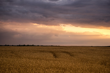 Romantic Wheat Field