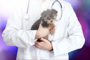 Small cute dog examined at the veterinary doctor, close-up
