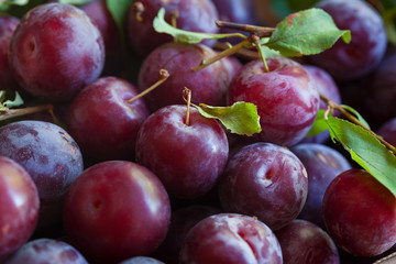 PRUNES