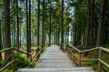 Obraz premium wooden bridge in the forest