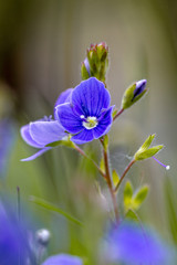 blue flower in the garden