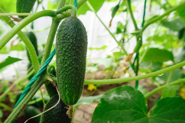 Green cucumber grows in a greenhouse in the garden.