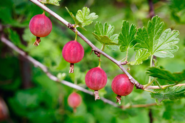 Red gooseberry berries on a branch in the garden.