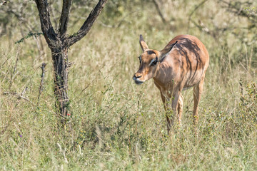 Close-up of an impala ewe walking