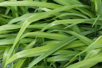 Green background. Fresh juicy green leaves of the plant close-up. Rain drops on a green leafs.