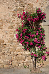 Blumengewächs an alter italienischer Hauswand