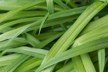 Fresh juicy green leaves of the plant. Long leaves close-up. Nature background. Juicy color plant.
