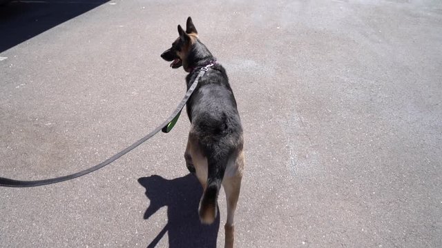 German Shepherd Being a Great Companion in Slow Motion Walking