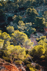 Naklejka na ściany i meble Mountain pine tree texture with contrast. Cap de Formentor, Serra de Tramuntana, Mallorca, Spain , Balearic Islands