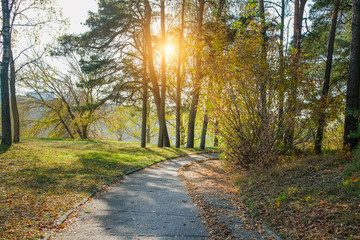 asphalt path for hiking and cycling in forest or park area, bright morning sun shines through leaves of trees