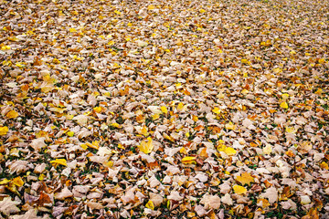 textural background of yellow dry fallen autumn leaves covering ground