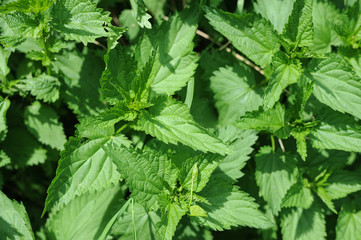 Green leafy nettles - folk remedies, top view. From the nettles make delicious and useful green smoothie