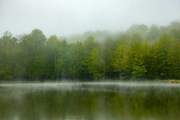 Fototapeta na wymiar green tree forest and lake under sky