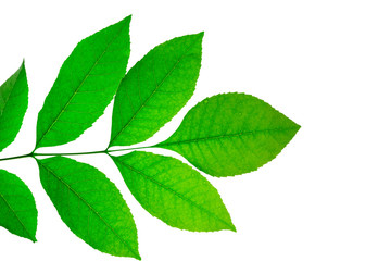 Naklejka na ściany i meble branch with green leaves isolate