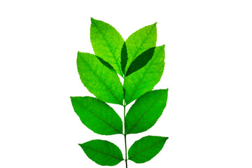 Fototapeta na wymiar branch with green leaves isolate
