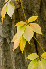 Colorful leaves of wild grapes on a blurred background. Autumn colored leaves in the sun. Background of yellow leaves. Copy space