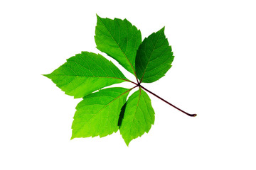 twigle leaf branch from a bush with green leaves of isolate