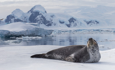 Natural predators of Antarctica region is leopard seal. Relax animal lying on the ice.