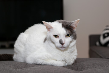 Fototapeta na wymiar White Cat with Grey Spot