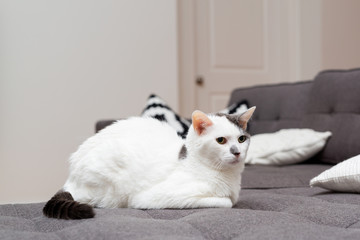 White Cat with Grey Spot