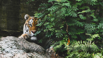 Amurian Tiger in the Korkeasaari Zoo, Helsinki Finland.