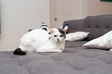 White Cat with Grey Spot