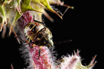 Carpocoris purpureipennis on a leaf