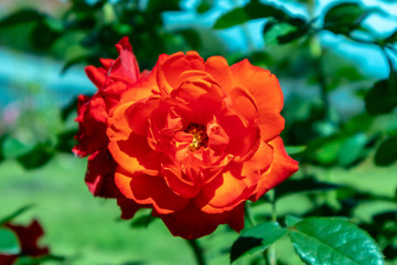 Obraz premium Red-orange rose flower in the garden in summer.