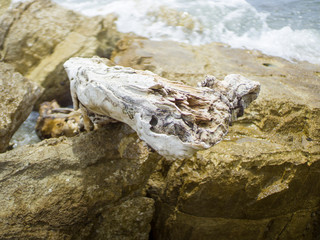 snag on the seashore among stones 3