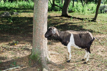 Goats on Farm