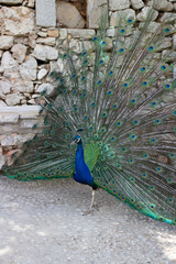 Obraz premium Male peacock on Lokrum Island