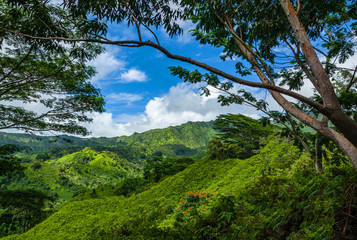 Fototapeta na wymiar Lush Green Tropical Rainforest on Kauai, Hawaii