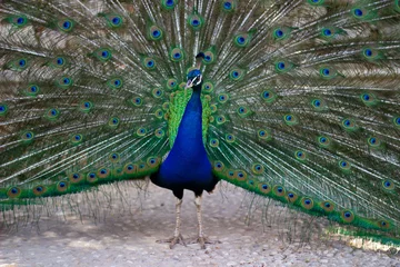 Fotobehang Gorgeous peacock with fabulous and colorful tail on Lokrum Island. © Henna