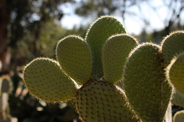 Cactus in the Botanical Garden of Lokrum Island, Croatia