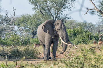 Obraz premium Elephant with large tusks in Mpumalanga in South Africa