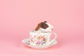 A cute small baby guinea pig sitting in a teacup on a pink coloured background