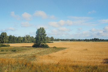 Field of Golden wheat under the blue sky and clouds