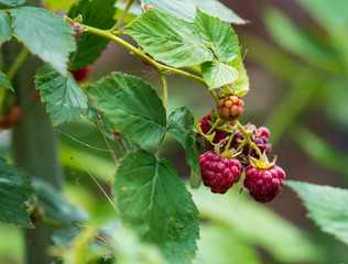 Closeup of ripe delicious organic raspberries on the bush. eco gardening.