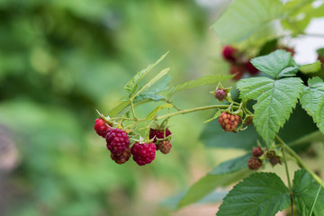 Closeup of ripe delicious organic raspberries on the bush. eco gardening.