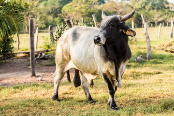 Impressive black and white Cebu bull in a meadow of green pastures and leafy trees in front of a fence.