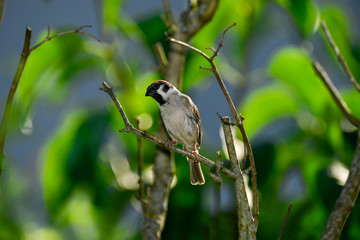 birds