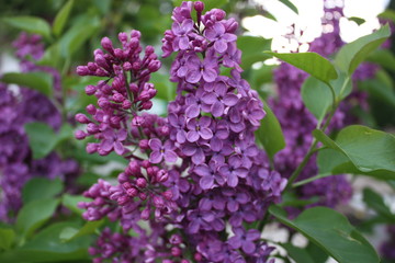 bunch of lilac flowers