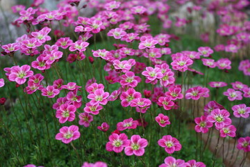 Obraz premium pink flowers in the garden