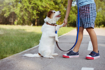 Dog giving five to its little child master during a training class. pet obedience and friendship...