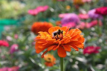 bee on flower